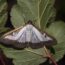 Box Tree Moth Infestations – How to Save Your Boxwoods From This Invasive Pest Before It’s Too Late