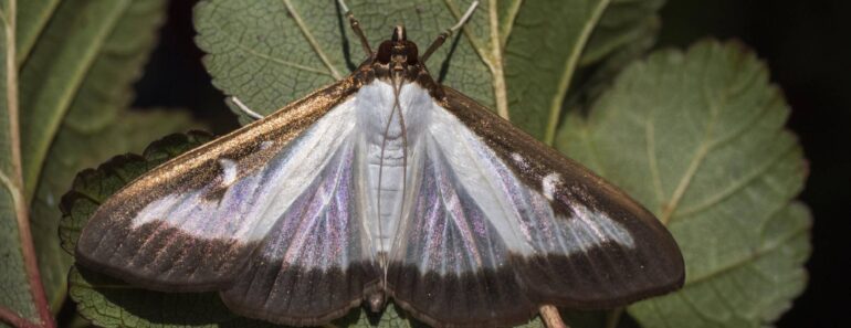 Box Tree Moth Infestations – How to Save Your Boxwoods From This Invasive Pest Before It’s Too Late
