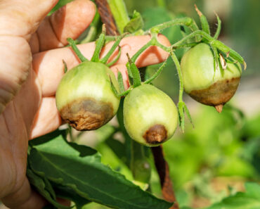 Can You Save Tomatoes With Blossom End Rot? What To Pick, Toss, And Leave On The Vine Can You Save Tomatoes With Blossom End Rot? What To Pick, Toss, And Leave On The Vine