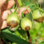 Can You Save Tomatoes With Blossom End Rot? What To Pick, Toss, And Leave On The Vine