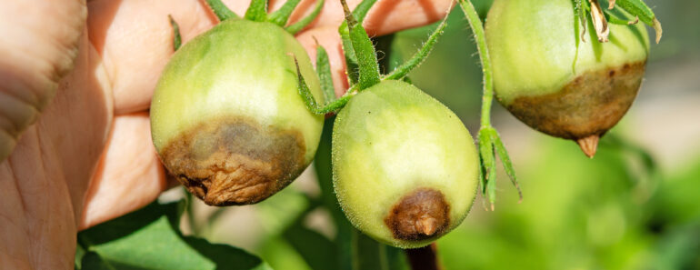 Can You Save Tomatoes With Blossom End Rot? What To Pick, Toss, And Leave On The Vine Can You Save Tomatoes With Blossom End Rot? What To Pick, Toss, And Leave On The Vine