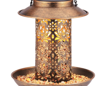 Can Your Bird Feeder Really Tell You if a Storm Is Coming? Here’s the Truth Can Your Bird Feeder Really Tell You if a Storm Is Coming? Here’s the Truth