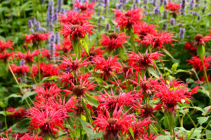 Cut Back These 8 Tired Perennials Before August Ends – And You’ll Get An Extra Flush of Blooms This Year