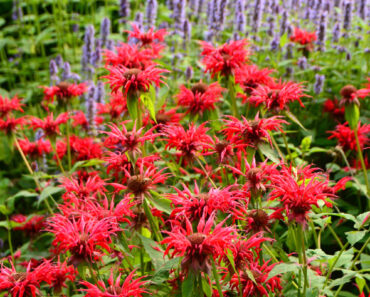 Cut Back These 8 Tired Perennials Before August Ends – And You’ll Get An Extra Flush of Blooms This Year