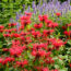 Cut Back These 8 Tired Perennials Before August Ends – And You’ll Get An Extra Flush of Blooms This Year