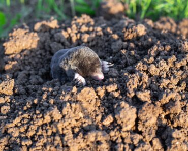 Differences Between Moles and Voles – How to Identify Them and Manage Their Mischief