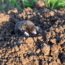 Differences Between Moles and Voles – How to Identify Them and Manage Their Mischief