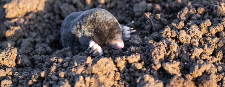 Differences Between Moles and Voles – How to Identify Them and Manage Their Mischief