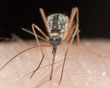 Do ‘Mosquito Repellent Plants’ Really Work? Explore What These Plants Can (and Can’t) Do For Skeeters in Your Yard
