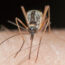 Do ‘Mosquito Repellent Plants’ Really Work? Explore What These Plants Can (and Can’t) Do For Skeeters in Your Yard