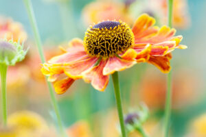 Every Garden Needs One Plant That Keeps Flowering When Everything Else Gives Up – and You Can Rely on These 7 Late-Season Heroes