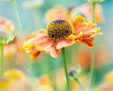 Every Garden Needs One Plant That Keeps Flowering When Everything Else Gives Up – and You Can Rely on These 7 Late-Season Heroes Every Garden Needs One Plant That Keeps Flowering When Everything Else Gives Up – and You Can Rely on These 7 Late-Season Heroes