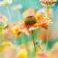 Every Garden Needs One Plant That Keeps Flowering When Everything Else Gives Up – and You Can Rely on These 7 Late-Season Heroes