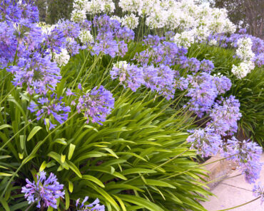 Every Garden Needs One Plant That Makes A Border Look Expensive – These 6 Add Wow Factor With Almost No Effort