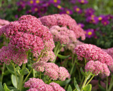 Every Garden Needs Plants That Give You Flowers Now and Structure Later – These 7 Still Shine in Winter