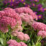 Every Garden Needs Plants That Give You Flowers Now and Structure Later – These 7 Still Shine in Winter