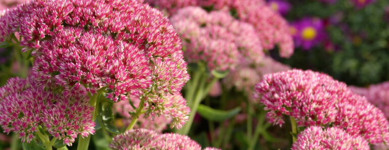 Every Garden Needs Plants That Give You Flowers Now and Structure Later – These 7 Still Shine in Winter