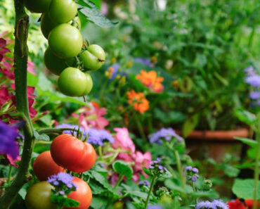 Every Year, I Panic Over My Green Tomatoes – And My Professional Gardener Husband Has Some Thoughts Every Year, I Panic Over My Green Tomatoes – And My Professional Gardener Husband Has Some Thoughts