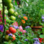 Every Year, I Panic Over My Green Tomatoes – And My Professional Gardener Husband Has Some Thoughts