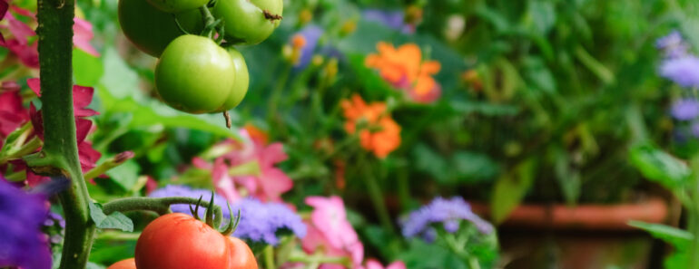 Every Year, I Panic Over My Green Tomatoes – And My Professional Gardener Husband Has Some Thoughts Every Year, I Panic Over My Green Tomatoes – And My Professional Gardener Husband Has Some Thoughts