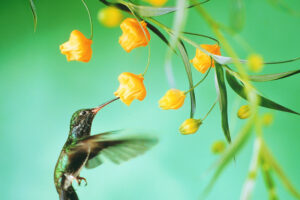 Feeding Hummingbirds This Fall? These 5 Sweet Spot Secrets Help You to Keep Your Hummers Safe and Happy