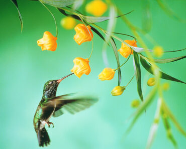 Feeding Hummingbirds This Fall? These 5 Sweet Spot Secrets Help You to Keep Your Hummers Safe and Happy