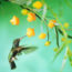 Feeding Hummingbirds This Fall? These 5 Sweet Spot Secrets Help You to Keep Your Hummers Safe and Happy