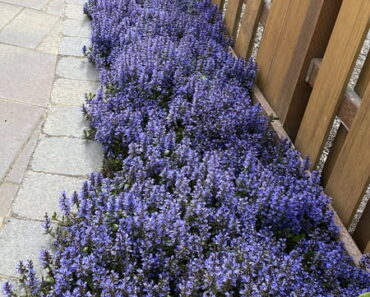 Forget Patchy Grass! This Pretty Ground Cover Could Transform Your Shady Garden With Very Little Effort