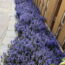 Forget Patchy Grass! This Pretty Ground Cover Could Transform Your Shady Garden With Very Little Effort
