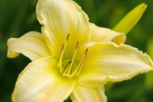 How to Get a Second Flush of Flowers From Your Daylilies – Plus, This Easy Trick Keeps Plants Looking Fresh