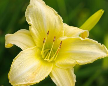 How to Get a Second Flush of Flowers From Your Daylilies – Plus, This Easy Trick Keeps Plants Looking Fresh
