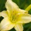 How to Get a Second Flush of Flowers From Your Daylilies – Plus, This Easy Trick Keeps Plants Looking Fresh