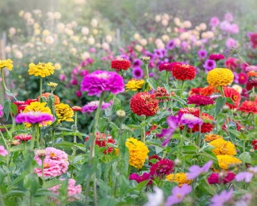 How to Grow Zinnias for Bright Blooms That Last All Summer Until the First Frost How to Grow Zinnias for Bright Blooms That Last All Summer Until the First Frost