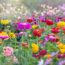 How to Grow Zinnias for Bright Blooms That Last All Summer Until the First Frost