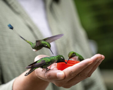 How to Hand-Feed Hummingbirds – 6 Critical Secrets to Enjoy This Heartwarming Garden Experience How to Hand-Feed Hummingbirds – 6 Critical Secrets to Enjoy This Heartwarming Garden Experience