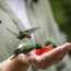 How to Hand-Feed Hummingbirds – 6 Critical Secrets to Enjoy This Heartwarming Garden Experience