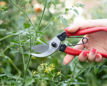 How to Prune Tomatoes for Healthier Plants & Bigger Harvests – What Experts Want You to Know Before You Pick Up the Pruners How to Prune Tomatoes for Healthier Plants & Bigger Harvests – What Experts Want You to Know Before You Pick Up the Pruners