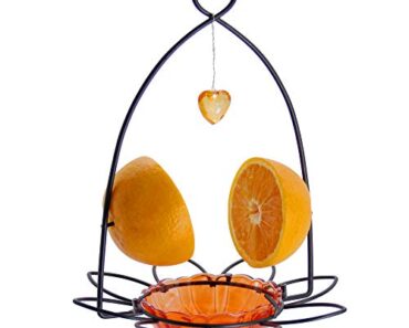 I Found A Way To Feed Birds And Banish Slugs At The Same Time – And It Costs Almost Nothing