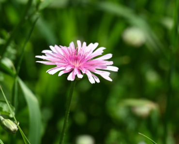 I Used to Hate Dandelions – Until I Discovered the Pretty Pink Version Designers Love