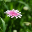 I Used to Hate Dandelions – Until I Discovered the Pretty Pink Version Designers Love