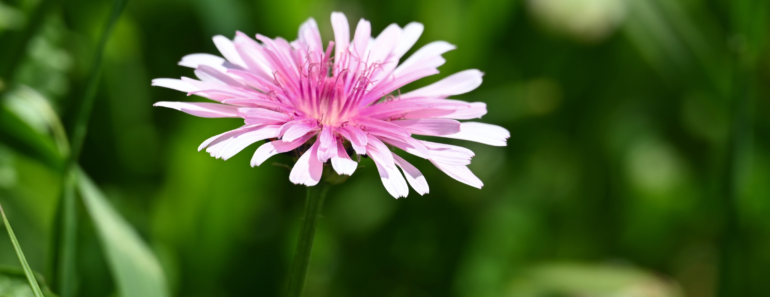 I Used to Hate Dandelions – Until I Discovered the Pretty Pink Version Designers Love I Used to Hate Dandelions – Until I Discovered the Pretty Pink Version Designers Love