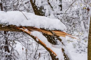 If Your Tree Falls Into a Neighbor’s Yard, Who Pays for the Damage? What Homeowners Need to Know Before Storm Season