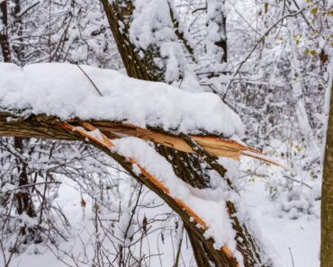 If Your Tree Falls Into a Neighbor’s Yard, Who Pays for the Damage? What Homeowners Need to Know Before Storm Season