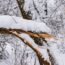 If Your Tree Falls Into a Neighbor’s Yard, Who Pays for the Damage? What Homeowners Need to Know Before Storm Season