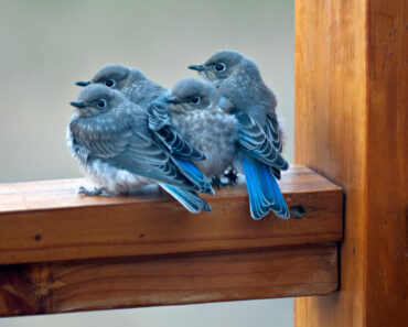 I’m Doing One Simple Thing To Help Birds After The Solar Eclipse – It Takes 2 Minutes