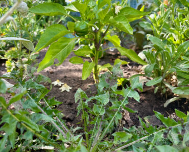 I’m Using Old Cardboard Boxes to Make Growing Vegetables So Much Easier This Heatwave Summer