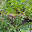 I’m Using Old Cardboard Boxes to Make Growing Vegetables So Much Easier This Heatwave Summer