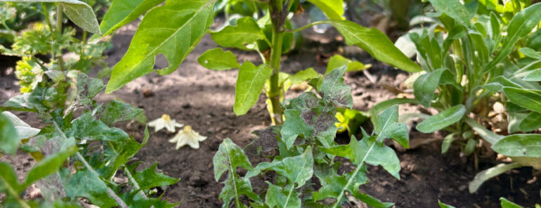 I’m Using Old Cardboard Boxes to Make Growing Vegetables So Much Easier This Heatwave Summer