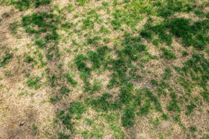 Is Your Brown Lawn Dead or Just Dormant? 5 Signs It Will Bounce Back Before Fall