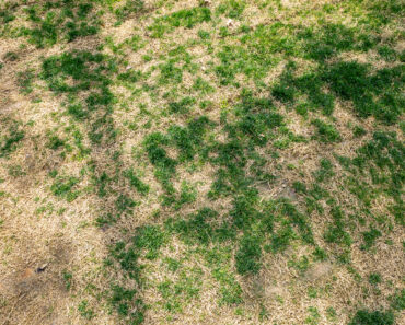 Is Your Brown Lawn Dead or Just Dormant? 5 Signs It Will Bounce Back Before Fall Is Your Brown Lawn Dead or Just Dormant? 5 Signs It Will Bounce Back Before Fall